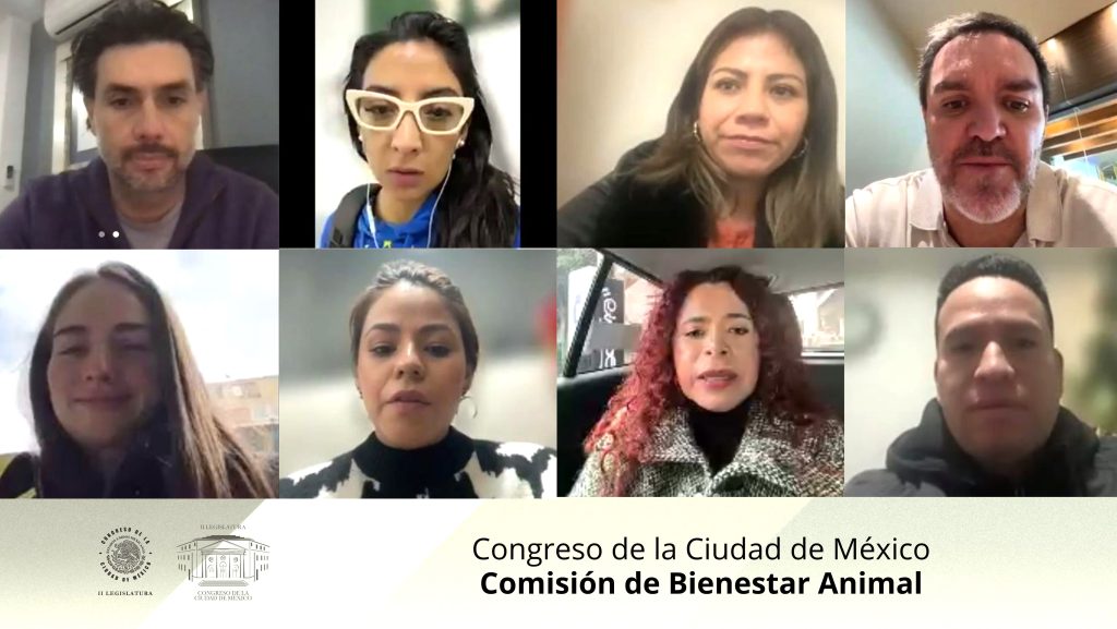 La diputada Ana Jocelyn Villagrán Villasana (PAN) insistió en proponer que los concejos de las alcaldías tengan una Comisión de Bienestar Animal.