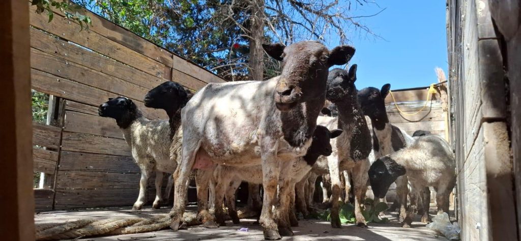 Los animales se encontraban en condiciones deplorables en un espacio improvisado.
