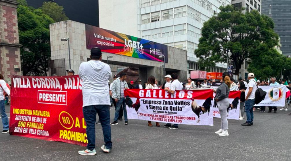 Alto al exterminio cultural de peleas de gallos, clamor de mega movilización en la CDMX: MSTN.