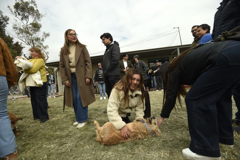 Diputados del Grupo Parlamentario de Morena comprueban buena atención a perros rescatados del Refugio Franciscano.